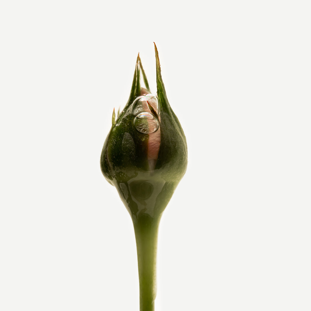 Purifying Night Serum Botanical Blend with Peony — Typology