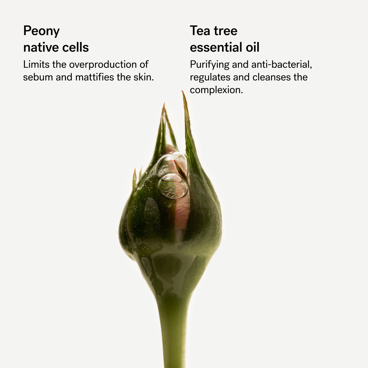 Purifying Night Serum Botanical Blend with Peony — Typology