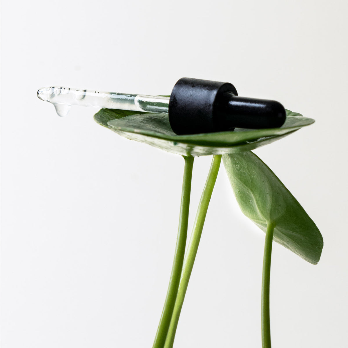 Mark-Fading Serum 14% PHA + Centella Asiatica — Typology