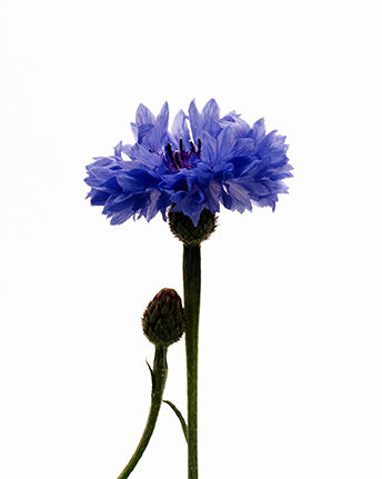 Organic Cornflower Hydrolate — Typology