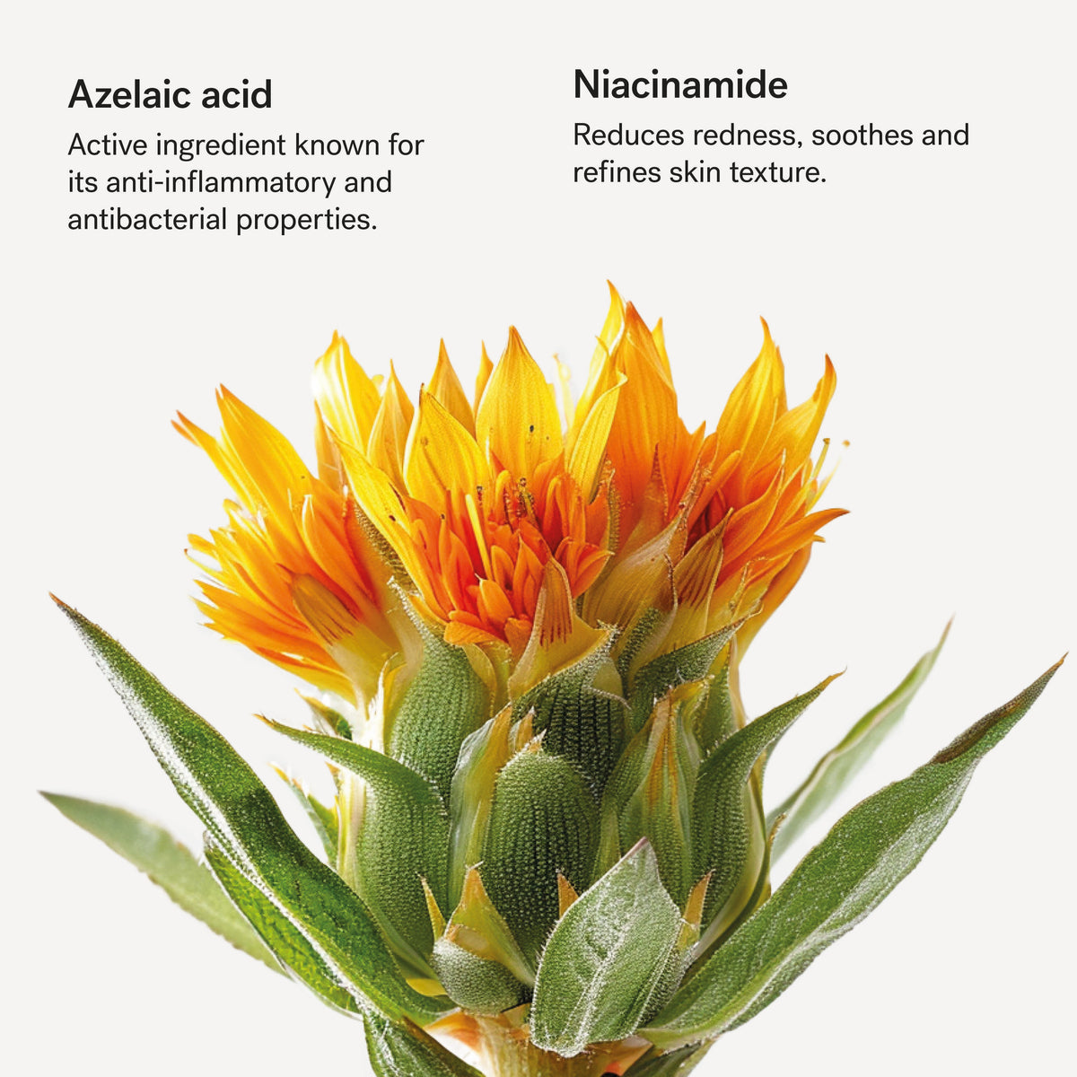 Redness Relief Face Moisturizer Azelaic Acid 5% + Niacinamide — Typology