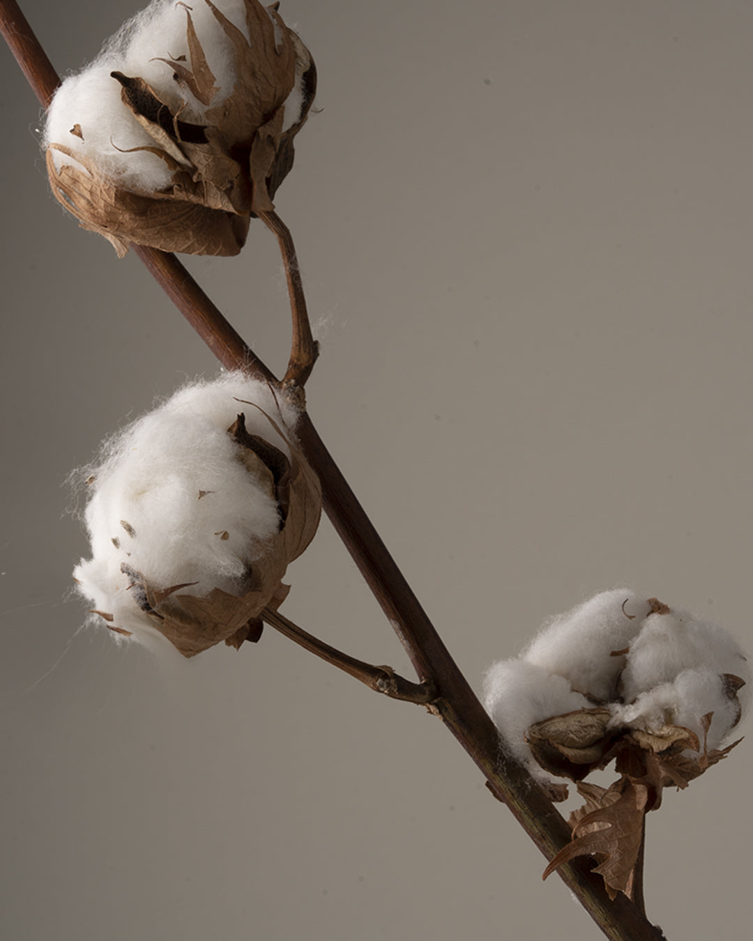 Cotton flower